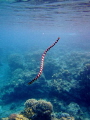   Sea snake searching air  